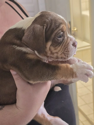 Old Englische Bulldogge  Bild 3