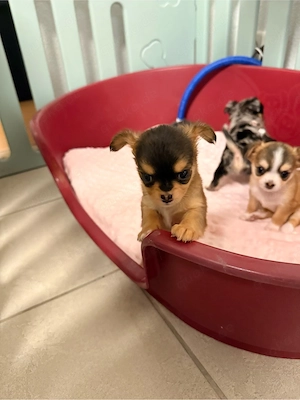 Letzter Langhaar Chihuahua-Welpe Rüde mit Ahnentafel abzugeben   