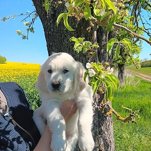 Golden retriever welpen 