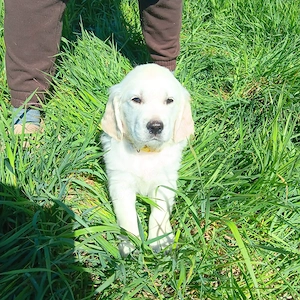 Golden retriever welpen 