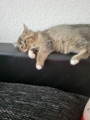 maine coon katze