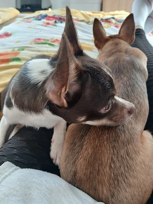 Chihuahua Rüde sucht neues Zuhause 