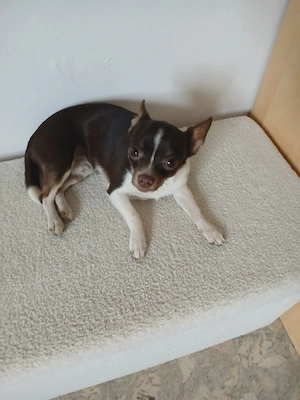 Chihuahua sucht Zuhause 