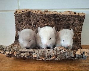 chinchilla babys 