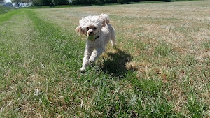  Zwergpudel ,Reinrassig, Familienhund ,Rüde ,Creme ,Aprikot,  Bild 3