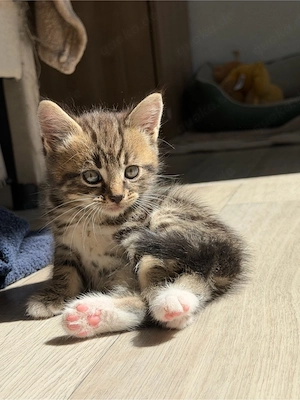 3 wunderschöne Kitten (Perser   Maine Coon   Pixie Bob Mix)  