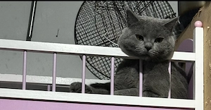 3 männliche Britisch Kurzhaar-Katzen