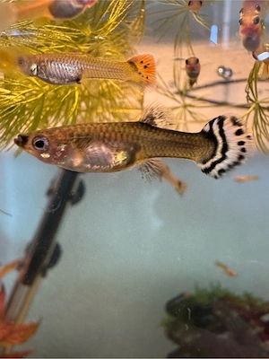 Endler guppy , guppy 