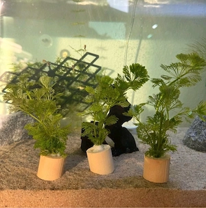 aquarien pflanze limophila 
