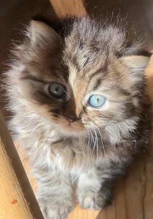 Reinrassige Britisch Kurzhaar Langhaar Kitten 