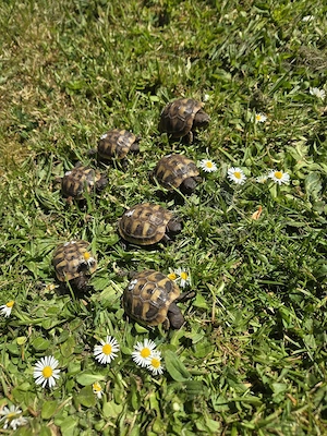 griechische landschildkröten