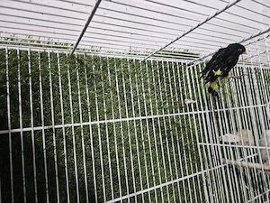 vögel zum Verkaufen 