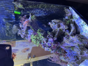 !!! Angebot bis zum WE 400  !!!Meerwasser Aquarium Red Sea Nano G1, 75 L mit Inhalt und viel Zubehör Bild 2