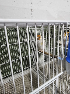 par vögel  Bild 2