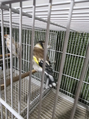 par vögel 