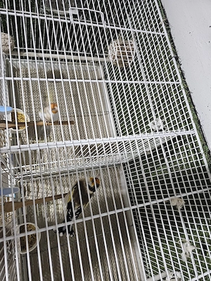 par vögel  Bild 3