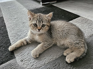 Wunderschönen BKH Kitten , noch 1 Junge frei. 