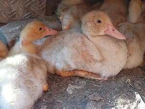 Warzenenten, Flugenten oder Moschusenten Küken 