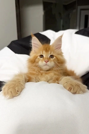 Wunderschöner Maine Coon Junge  14 Wochen  Typvoll & Lieb