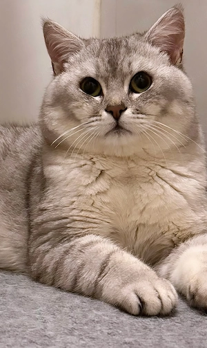 Erfahrener BKH Deckkater silver tabby