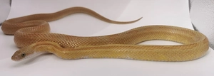 1.0 Caramel Diffused Stripe low Piedside  Pied het Hypo, Sunkissed pH Anery 