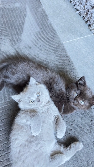 BKH Kitten zu verkaufen  (  blau & schoko )  700 EURO    Oberndorf am Neckar.   