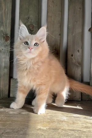 Zauberhafte Maine Coon Kätzin   14 Wochen   Sanft & Verschmust