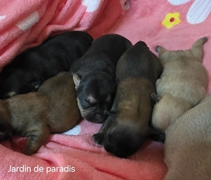 Alternativ Französische Bulldoggen mit Ahnentafel suchen noch eine Familie