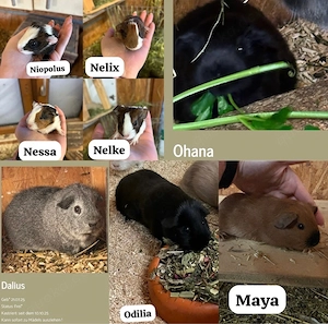 Meerschweinchen abzugeben 
