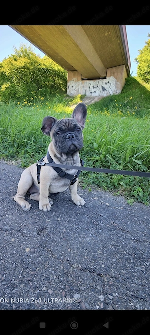 Französische Bulldoggenwelpen, Französische Bulldoggen zu verkaufen 