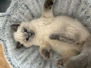 Bkh kitten bereit zur Abgabe liebevoll 