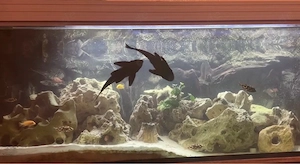 komplettes Aquarium