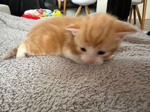Maine Coon mix Kitten 