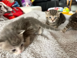 Maine Coon mix Kitten 