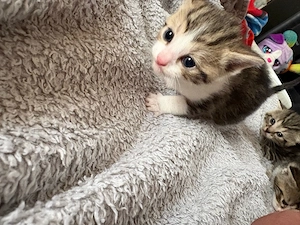 Maine Coon mix Kitten 