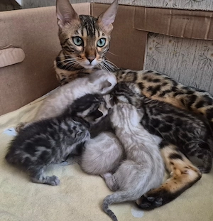 Reinrassige Bengal Kitten 