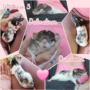 Ratten Weibchen jung und sehr lieb und handzahm 