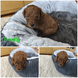 Zwerg- Toypudel Welpen abzugeben     Bild 2