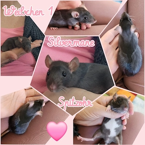 Baby Ratten Weibchen absolut Wesensfest, sehr kinderlieb und verschmust 