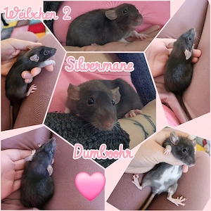 Baby Ratten Weibchen absolut Wesensfest, sehr kinderlieb und verschmust 