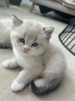 Weiße BKH Katze männlich 
