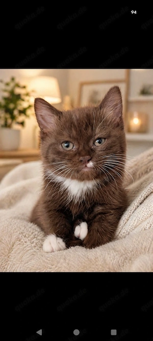 BKH Baby in chocolate 