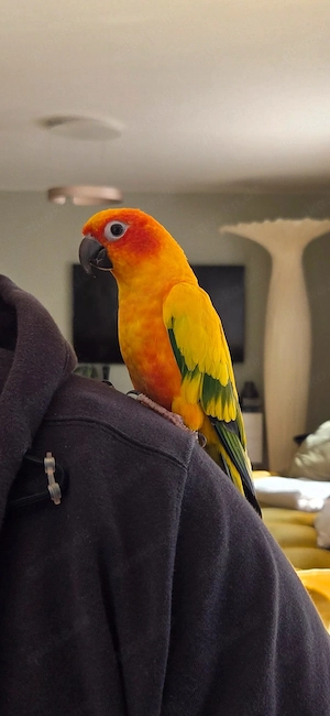 Sonnenstich Pärchen 4 Jahre alt mit Papieren 