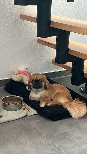 Pekinese sucht neues Zuhause 