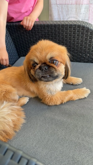 Pekinese sucht neues Zuhause 