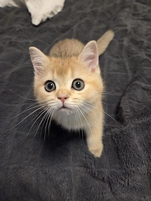 BKH Kitten  Bild 4