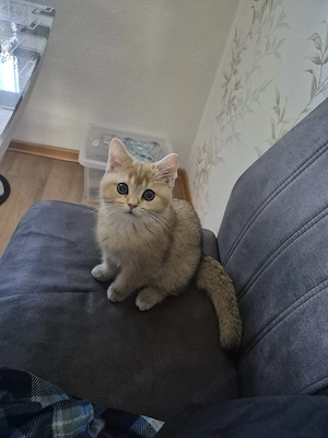 BKH Kitten  Bild 2