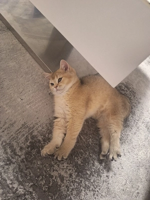 BKH Kitten  Bild 3