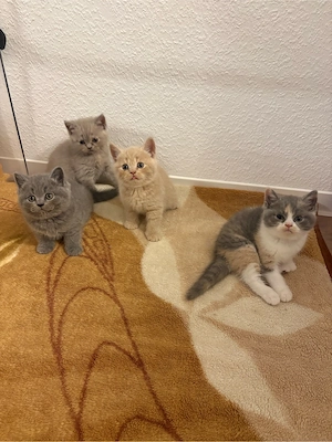 4 süße BKH Kitten suchen liebevolles Zuhause