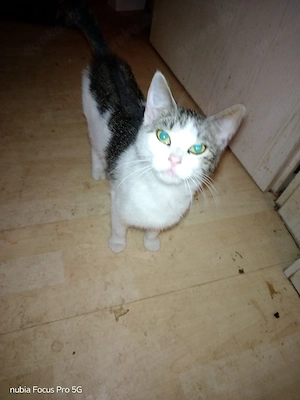 1 katze 1 jahr alt abzugeben